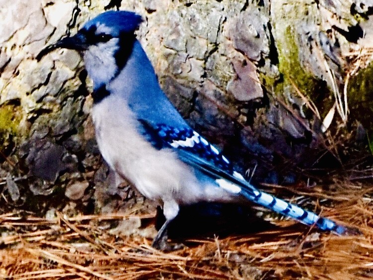 Blue Jay - ML421177661