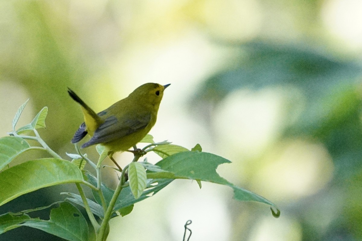 Wilson's Warbler - ML421178601