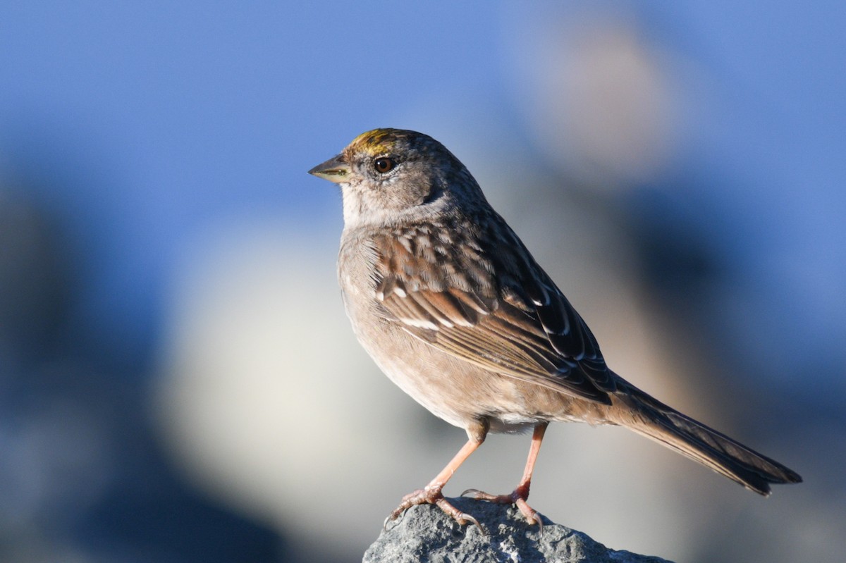 Golden-crowned Sparrow - ML421179191