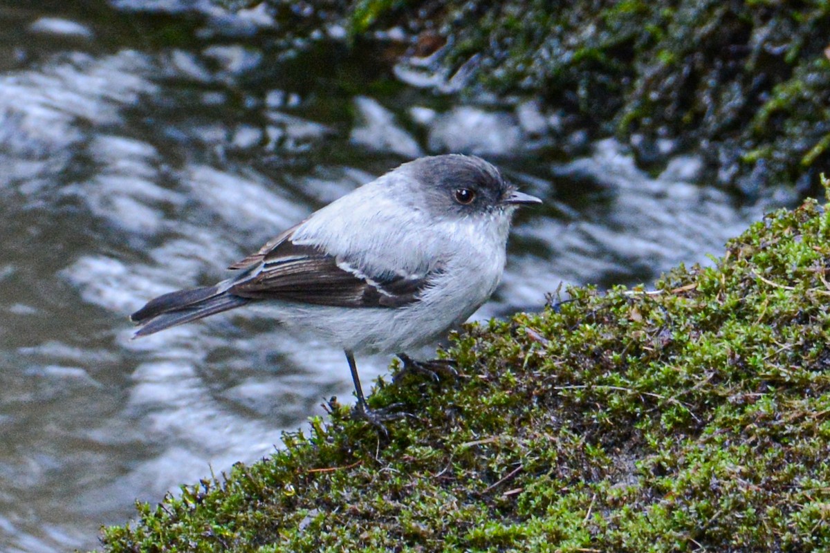 Torrent Tyrannulet - Patrick Maurice