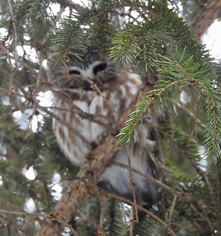 Northern Saw-whet Owl - ML421179631