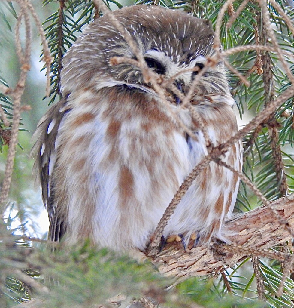 Northern Saw-whet Owl - ML421179671