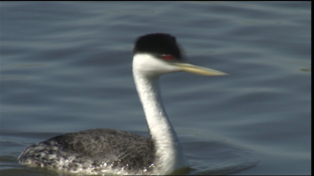 Western Grebe - ML421180