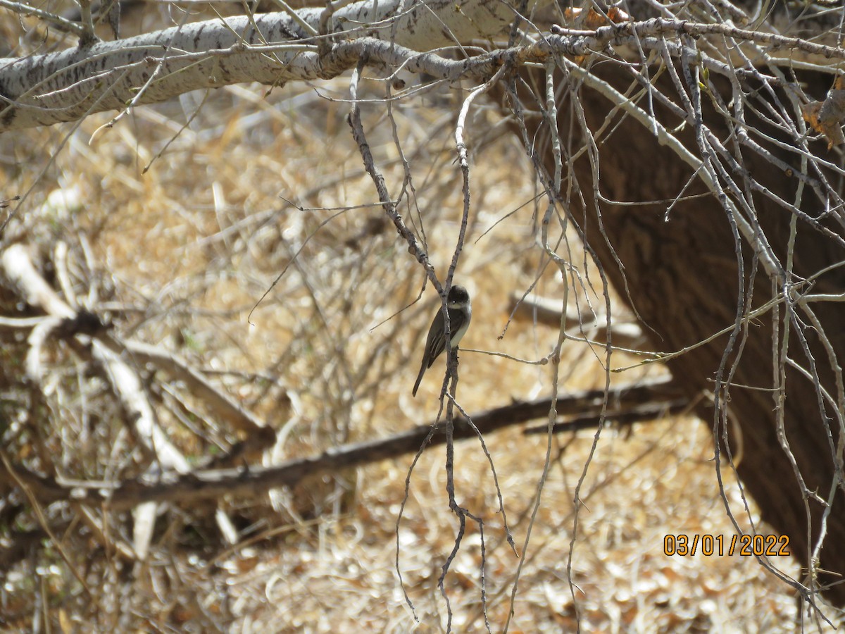 Moucherolle phébi - ML421180391