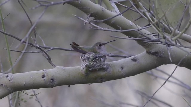 ørkenkolibri - ML421180671