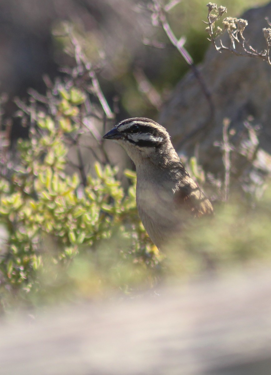 Cape Bunting - ML421182471