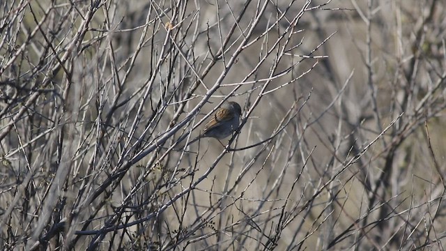 Black-chinned Sparrow - ML421184841