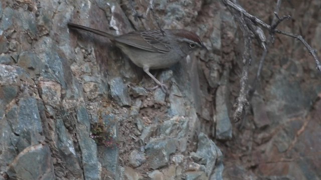 Rufous-crowned Sparrow - ML421185221