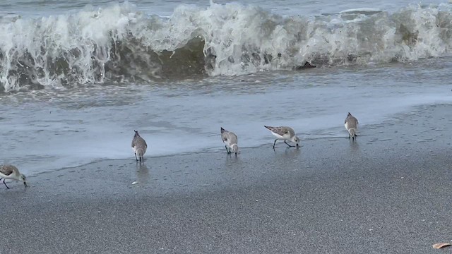 Sanderling - ML421185581