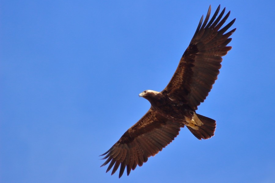 Imperial Eagle - Rémi Bigonneau