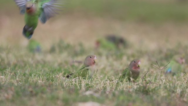 Rosy-faced Lovebird - ML421186591