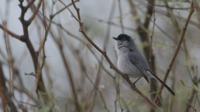 Black-tailed Gnatcatcher - ML421188111