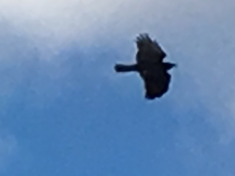 Fish Crow - ML42118821