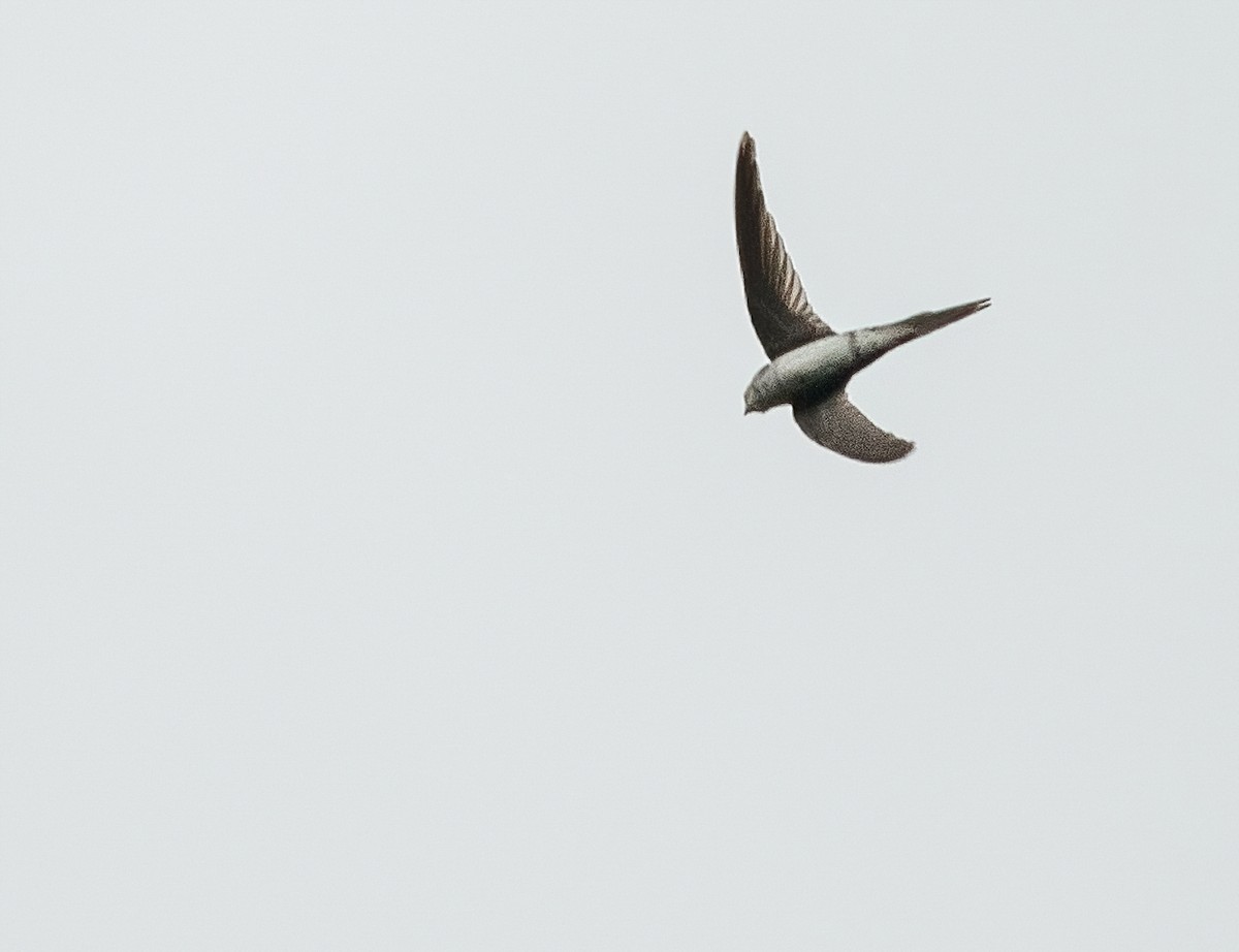 Fork-tailed Palm Swift - ML421189051