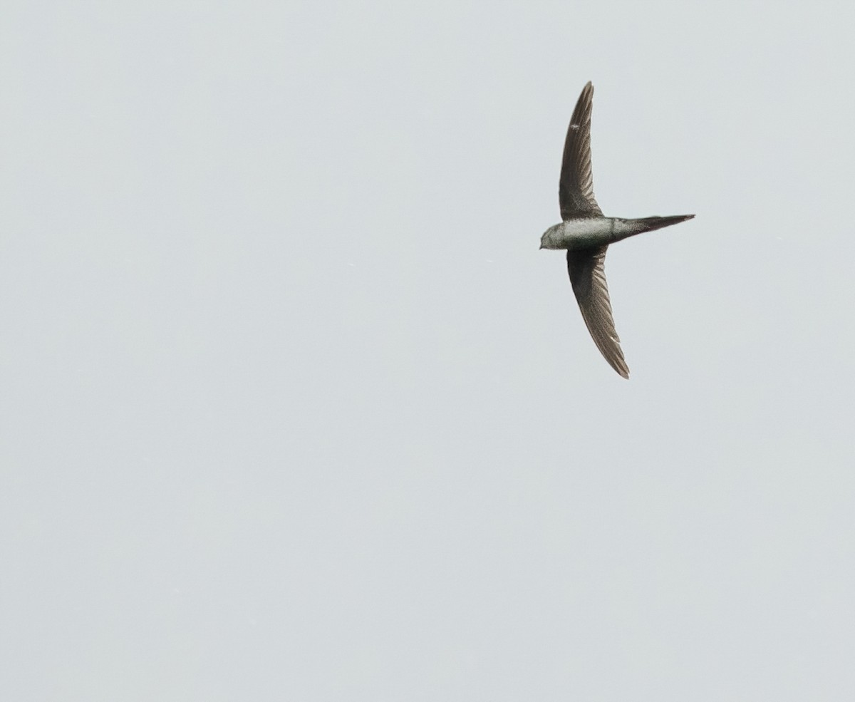 Fork-tailed Palm Swift - ML421189061