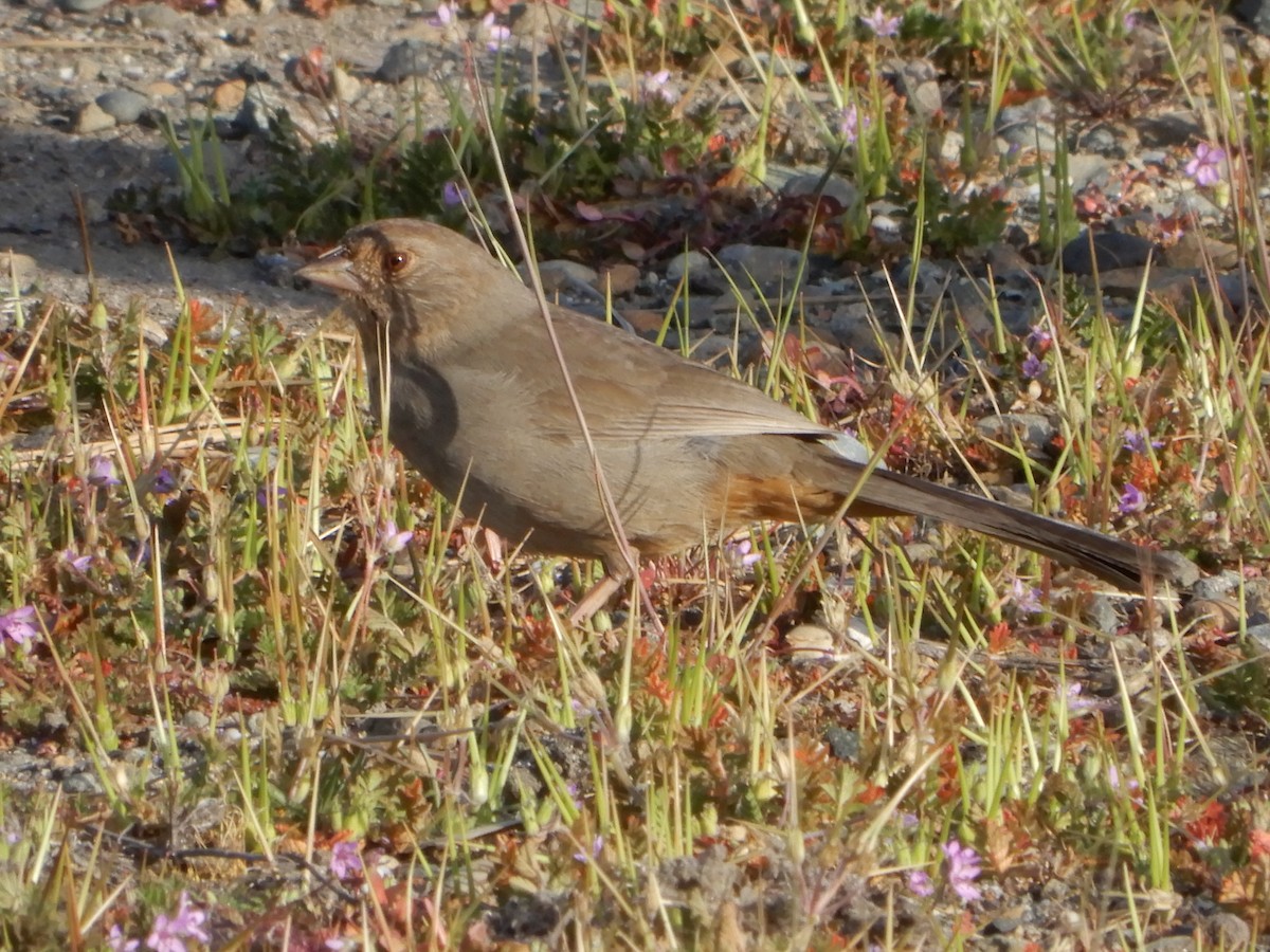 California Towhee - ML421189251