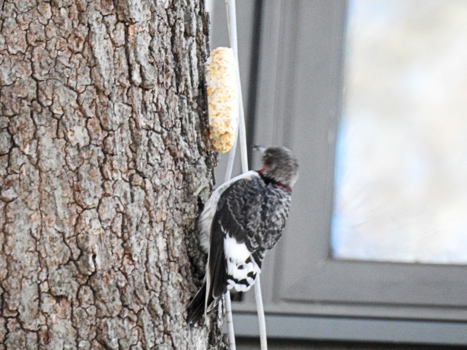 Red-headed Woodpecker - ML421189671