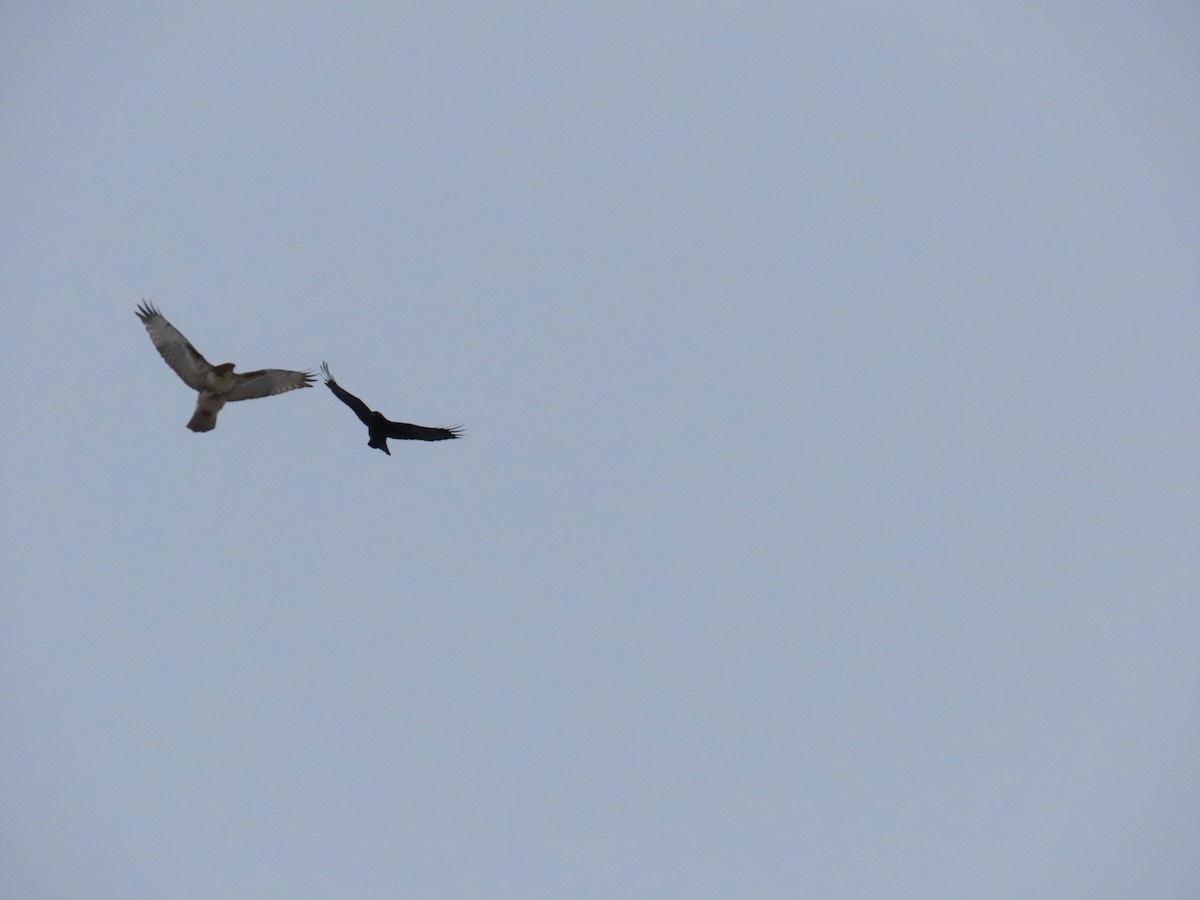 Red-tailed Hawk - ML421189811