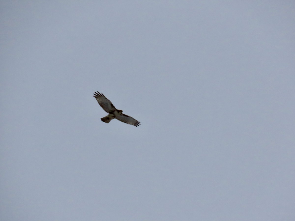 Red-tailed Hawk - ML421189841
