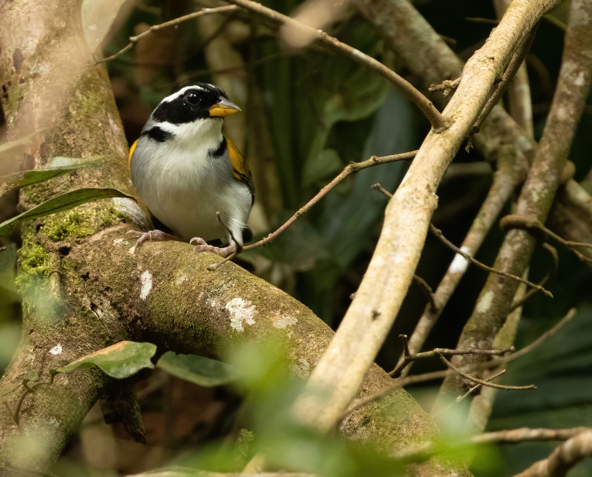 Pectoral Sparrow (Yellow-mandibled) - ML421191191