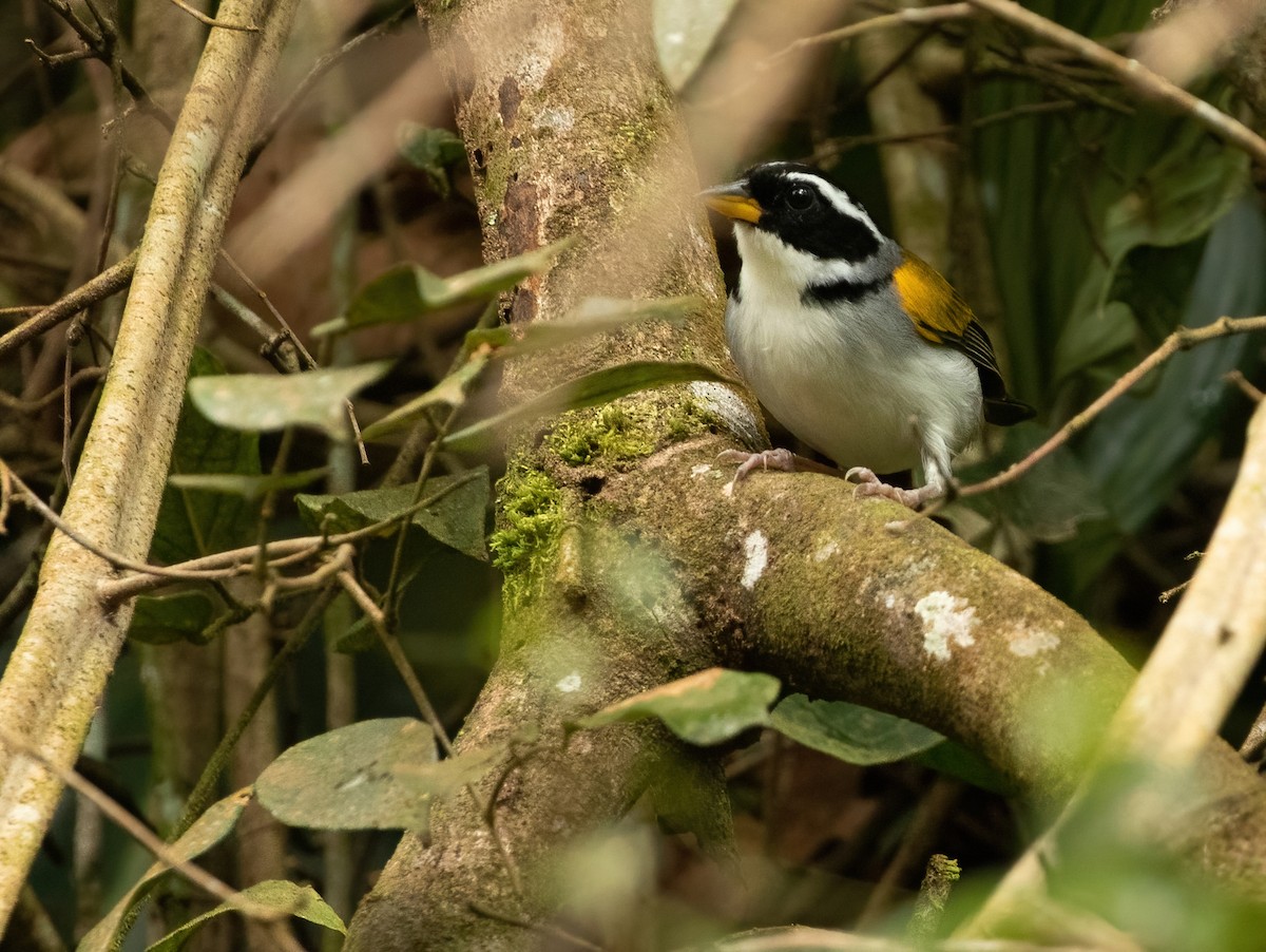 Pectoral Sparrow (Yellow-mandibled) - ML421191221