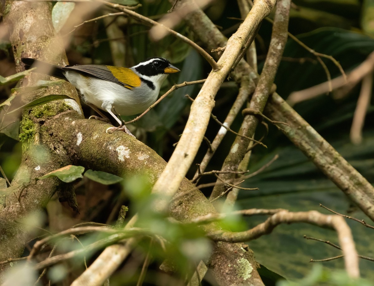 Pectoral Sparrow (Yellow-mandibled) - ML421191261