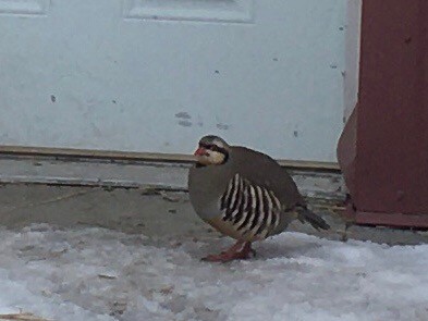 Chukar - ML421192841