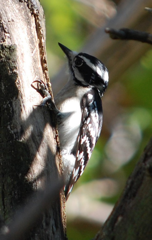 Downy Woodpecker - ML421193771