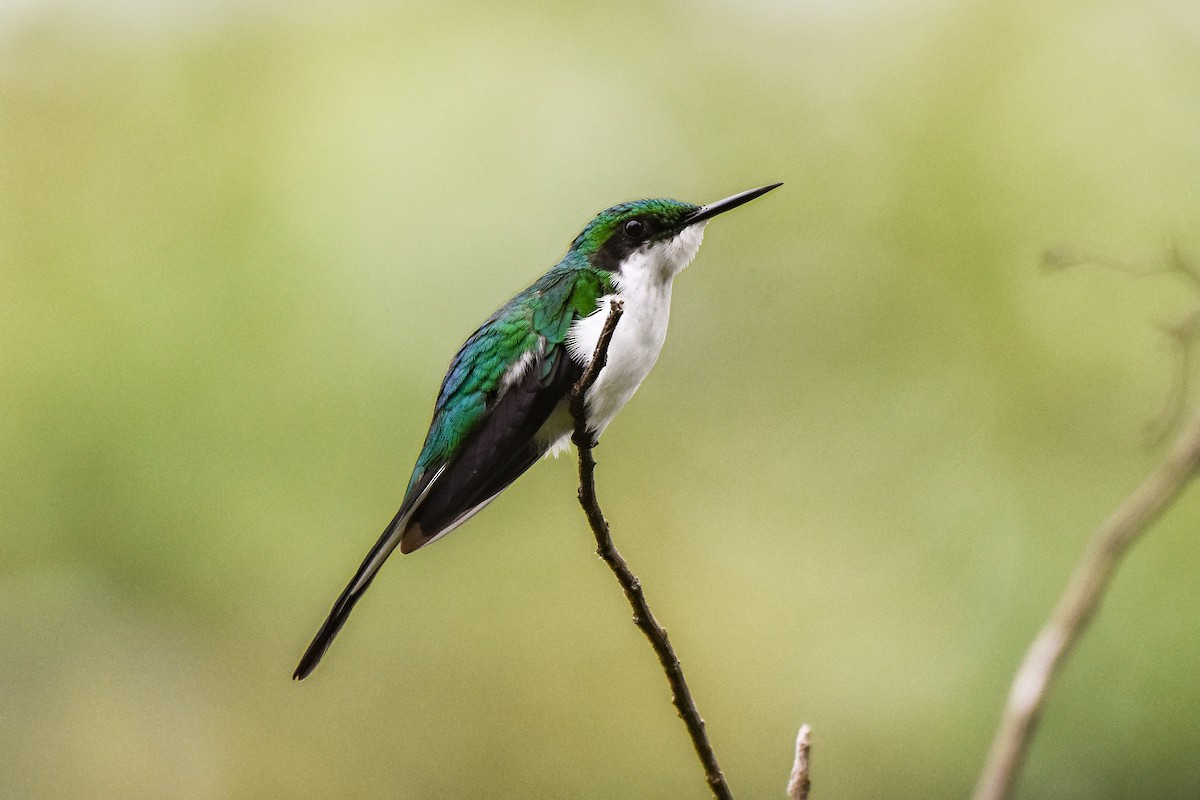 Black-eared Fairy - Luis Panamá