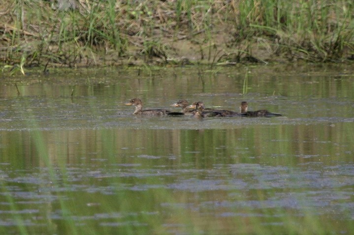 Hooded Merganser - ML421194661