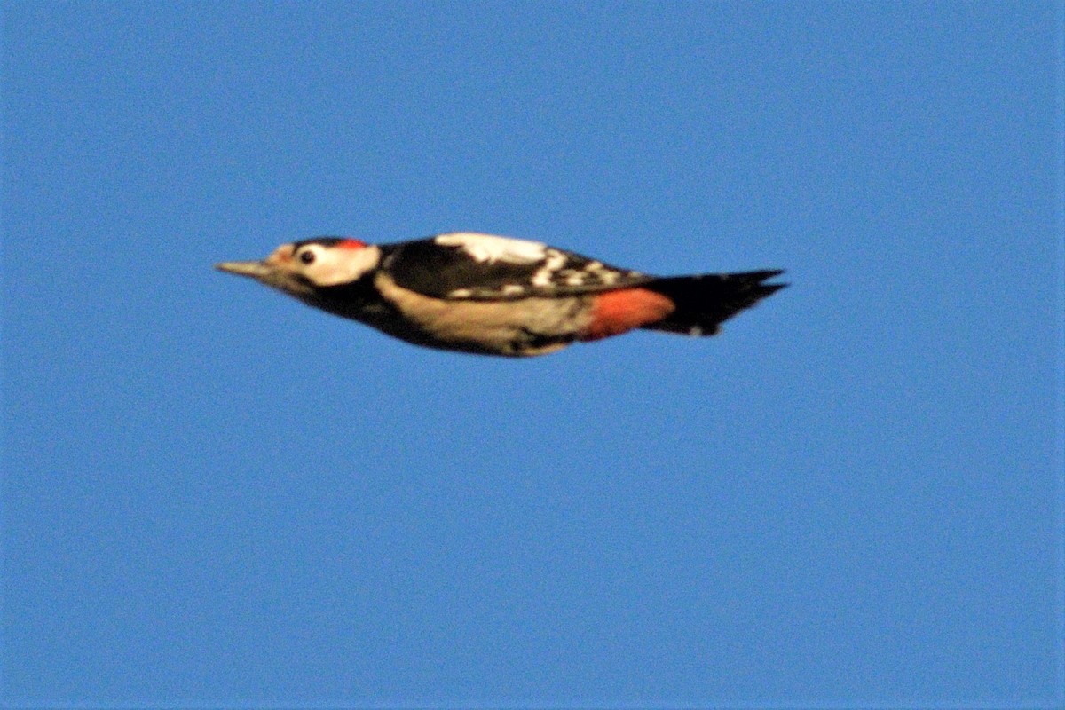Syrian Woodpecker - Tomáš Grim