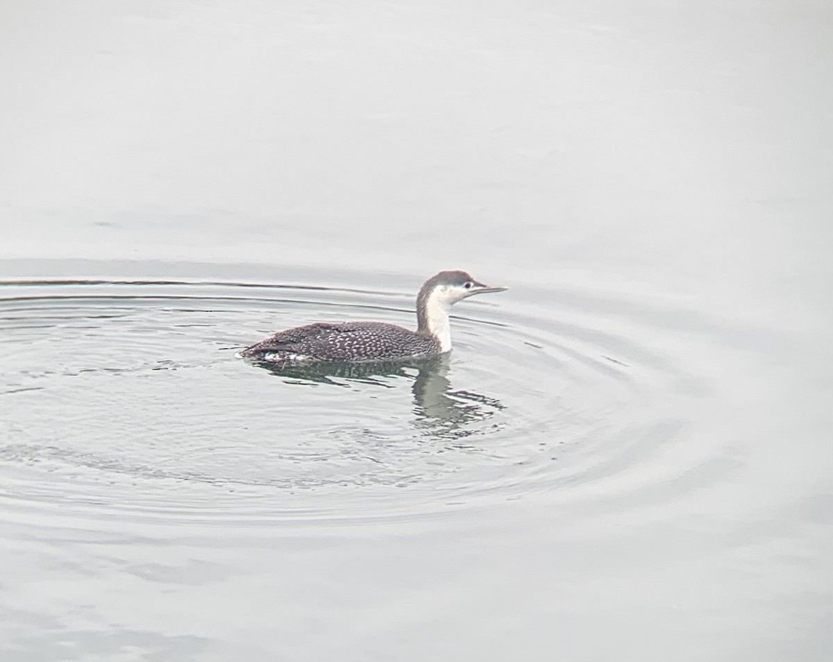 Red-throated Loon - ML421195221