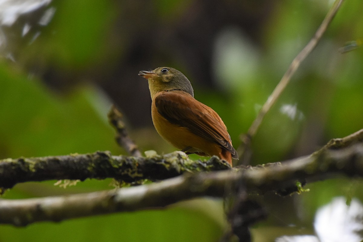 Cinnamon Manakin-Tyrant - Luis Panamá