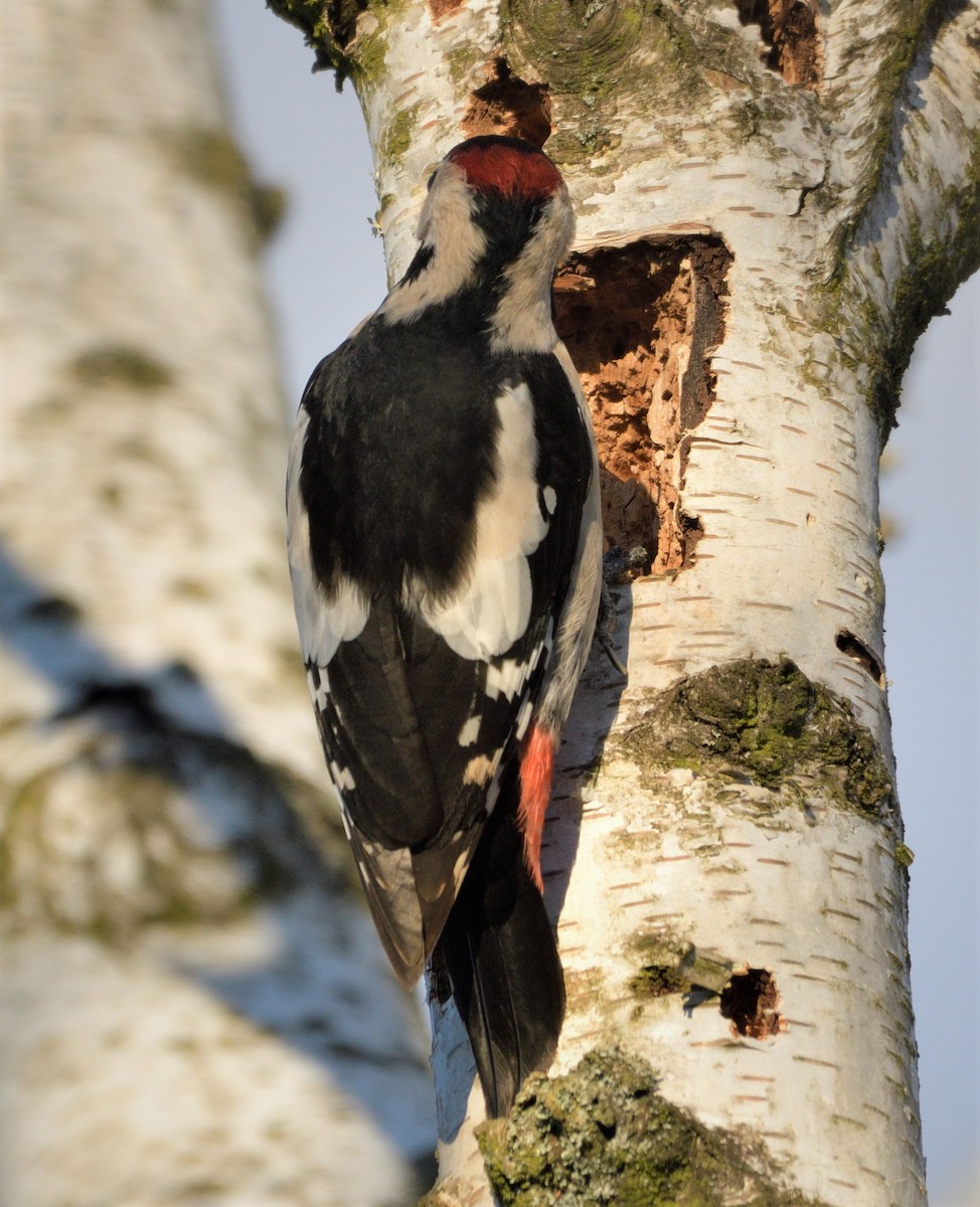 Syrian Woodpecker - Tomáš Grim