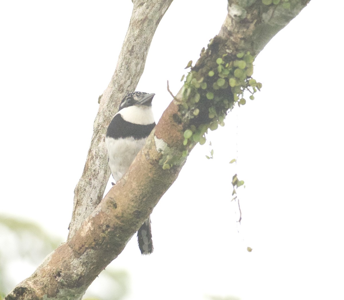 Pied Puffbird - ML421196751