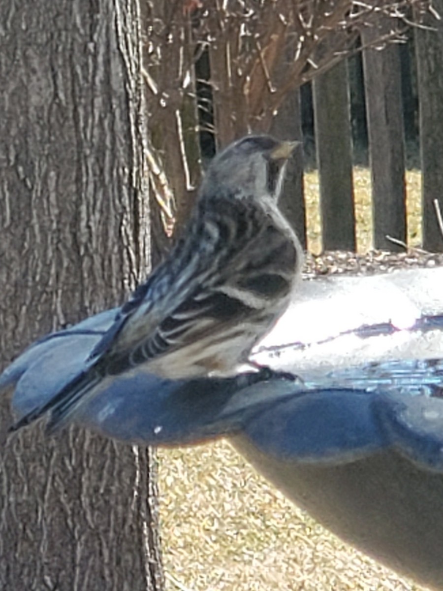 Common Redpoll - ML421196841