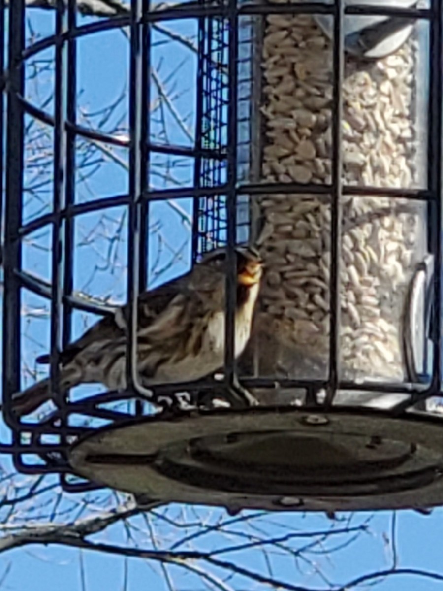 Common Redpoll - ML421196921