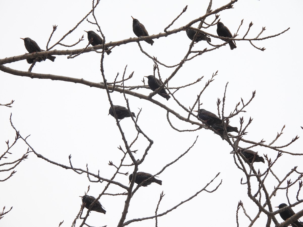 European Starling - ML421197341