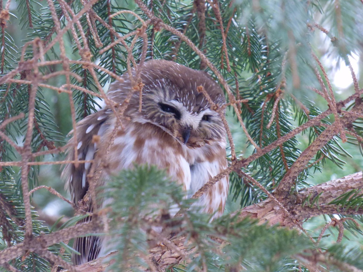 Northern Saw-whet Owl (acadicus) - C Douglas
