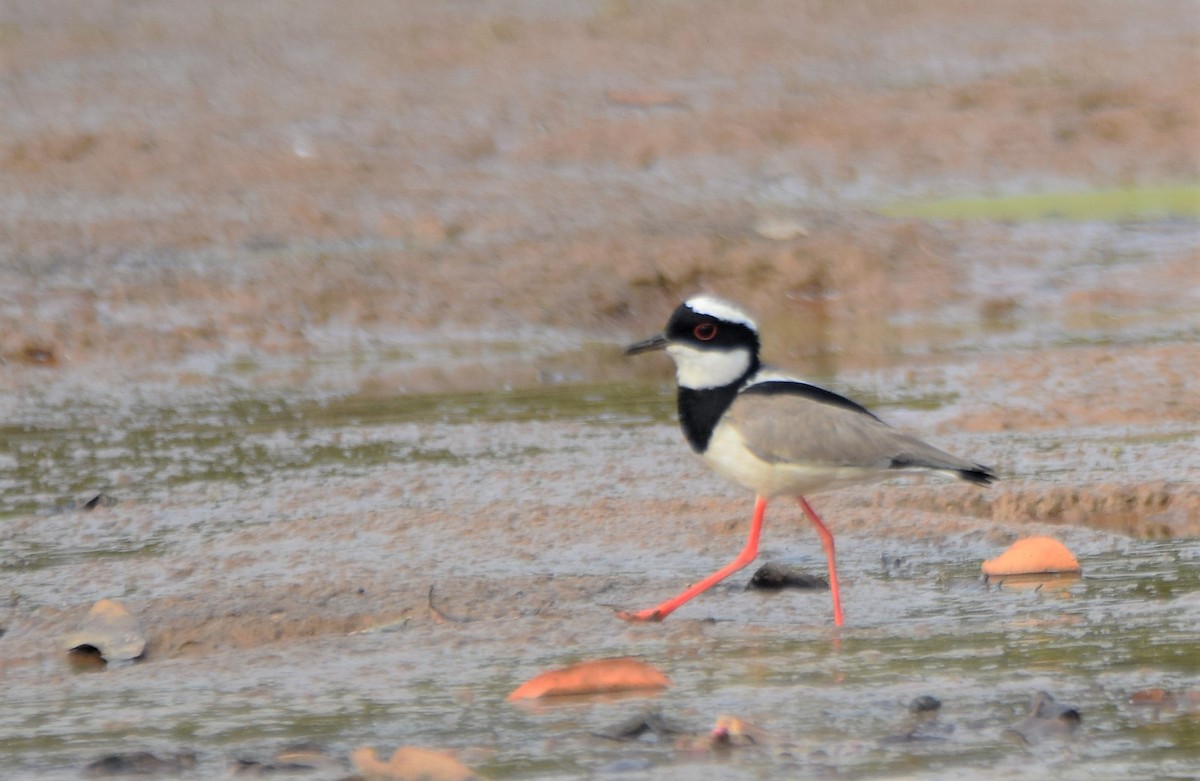 Pied Plover - ML421199171