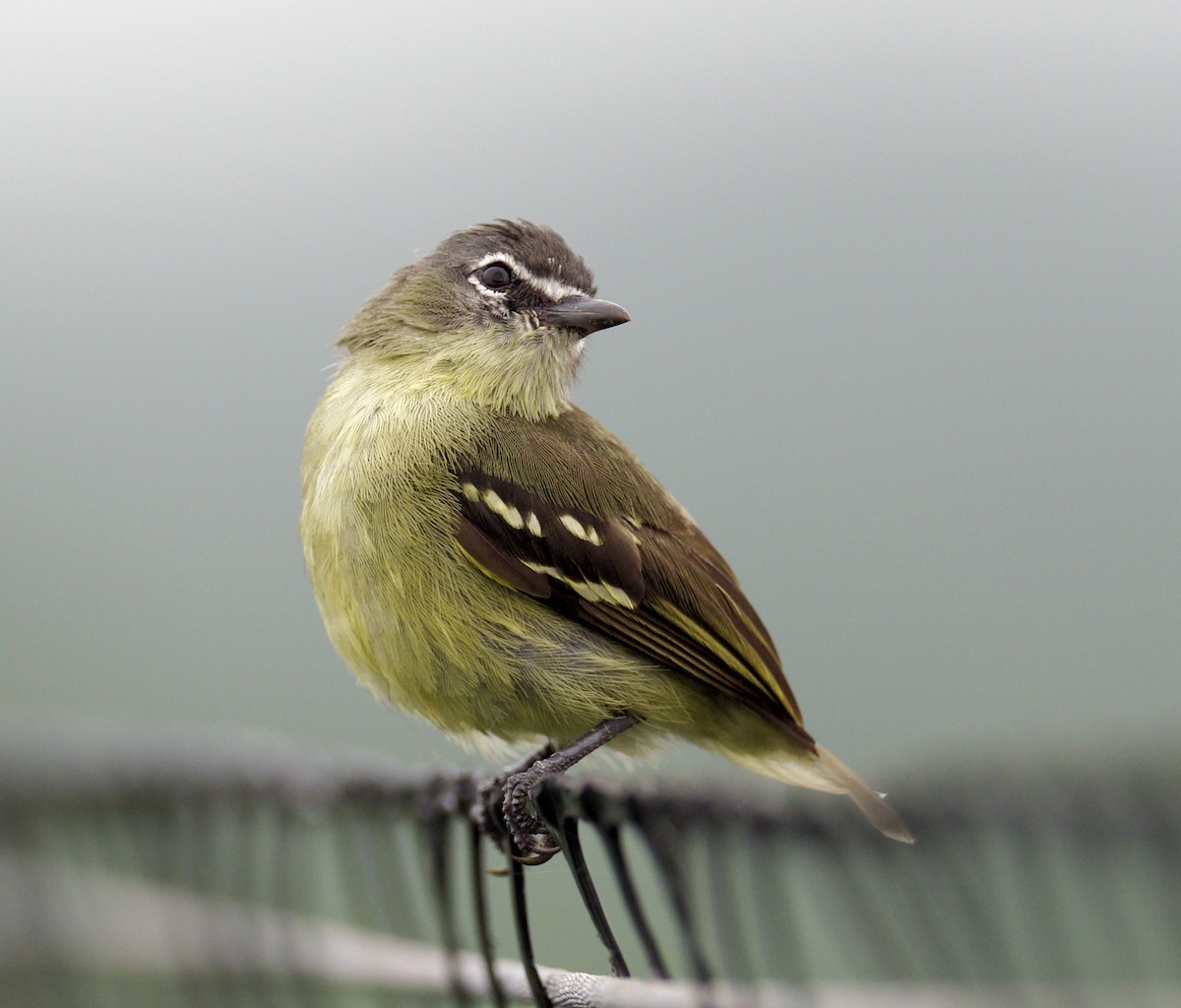 White-lored Tyrannulet - Debra Craig