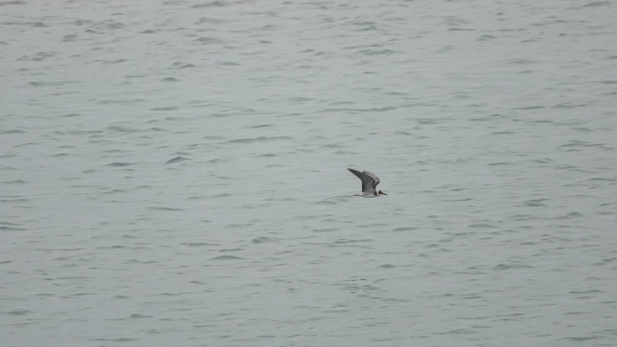 Black Tern - ML421199621