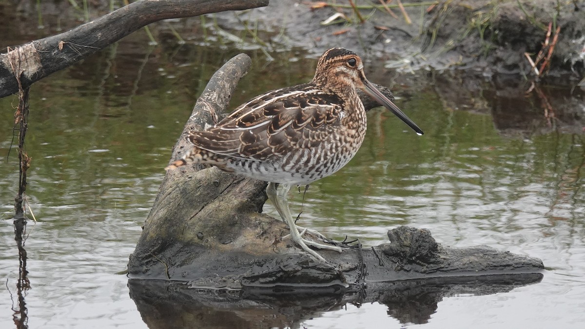 Wilson's Snipe - ML421200071