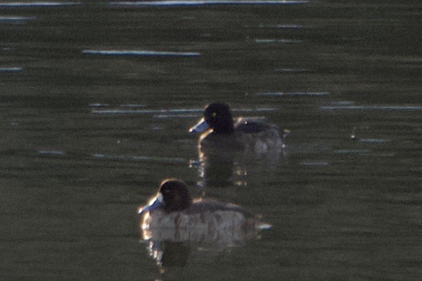 Tufted Duck - ML421200311