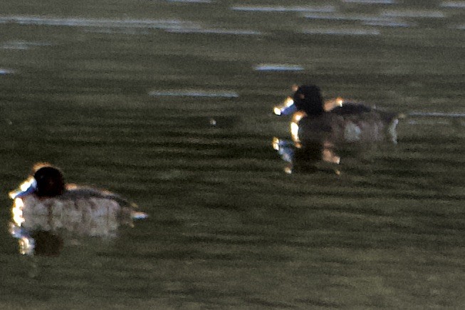 Tufted Duck - ML421200361