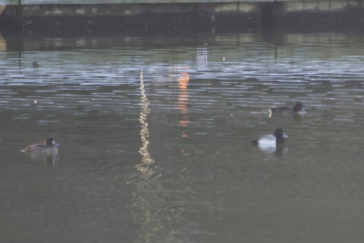 Tufted Duck - ML421200531