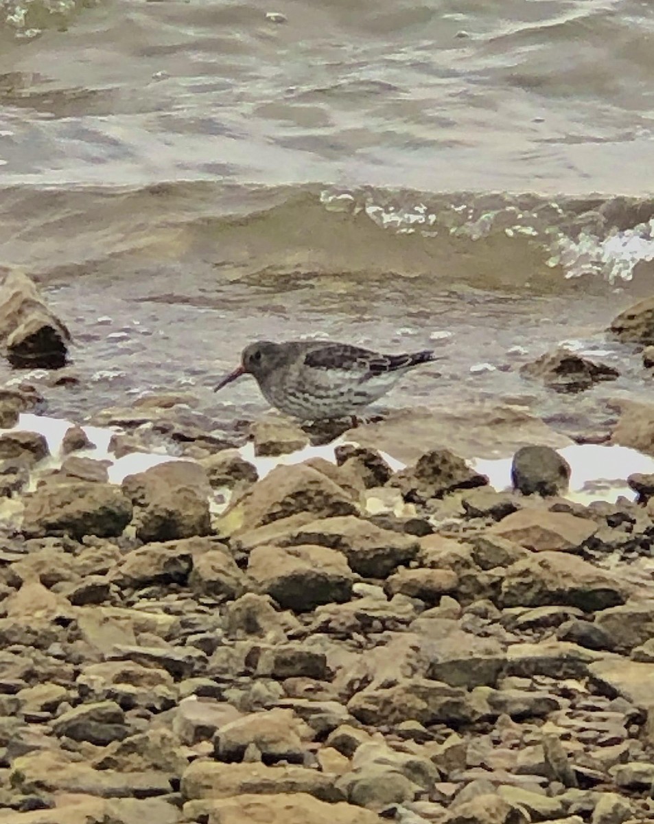 Purple Sandpiper - Cary Floyd