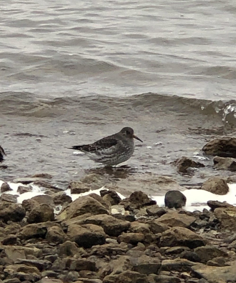 Purple Sandpiper - Cary Floyd