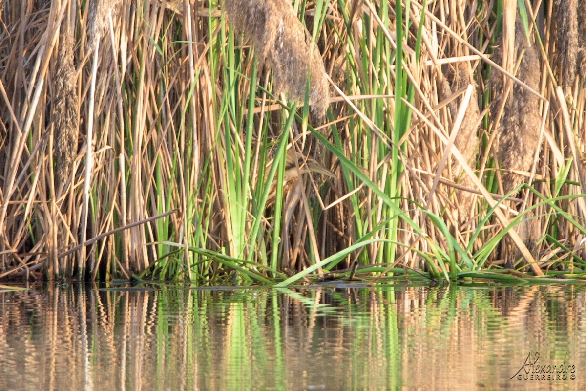 Great Bittern - ML421204201