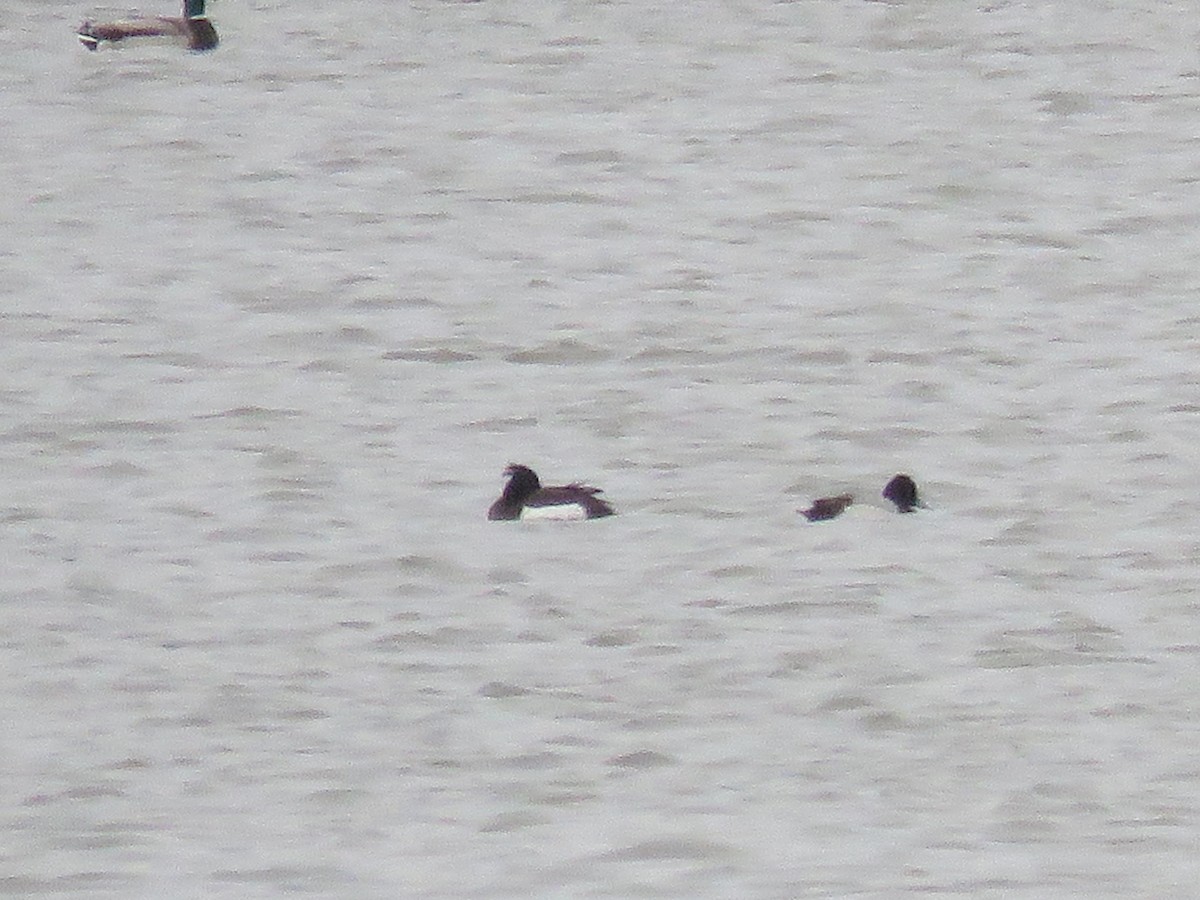 Tufted Duck - Connor Gable